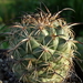 DSC06511Coryphantha longicornis