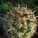 DSC06512Coryphantha longicornis