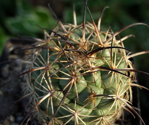 DSC06512Coryphantha longicornis