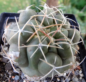 DSC06515Thelocactus sp. Rio Verde JDD