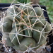 DSC06516Thelocactus sp. Rio Verde JDD