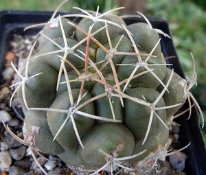 DSC06516Thelocactus sp. Rio Verde JDD