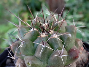 DSC06519Thelocactus conothelos ssp. flavus HK 362