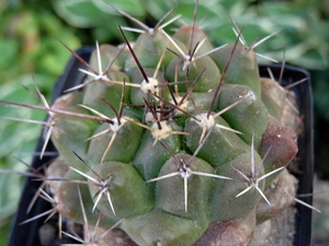 DSC06520Thelocactus conothelos ssp. flavus HK 362