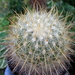 DSC06521Thelocactus macdowellii