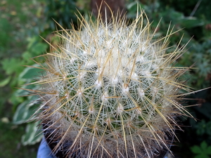 DSC06521Thelocactus macdowellii