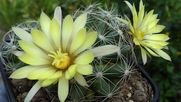 DSC06527Mammillaria sphaerica