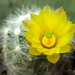 DSC06533Mammillaria baumii