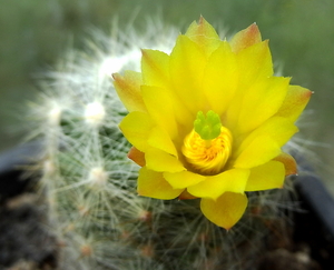 DSC06533Mammillaria baumii