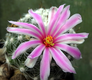 DSC06534Mammillaria boolii