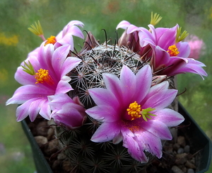 DSC06535Mammillaria grahamii v. oliviae SB1874