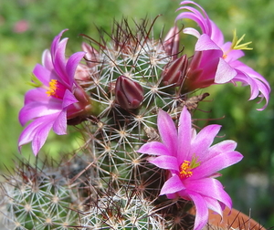 DSC06539Mammillaria mazatlanensis