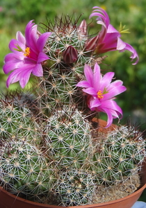 DSC06538Mammillaria mazatlanensis