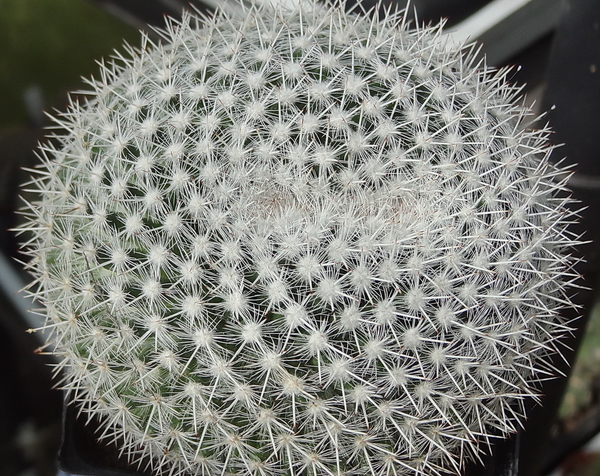 DSC06542Mammillaria morganiana