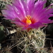 DSC06543Thelocactus bicolor v. bolaensis