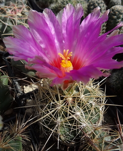 DSC06543Thelocactus bicolor v. bolaensis