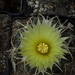 DSC06545Coryphantha