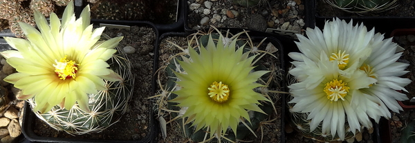 DSC06545Coryphantha