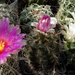 DSC06548Thelocactus,  Gymnocalycium