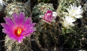 DSC06548Thelocactus,  Gymnocalycium