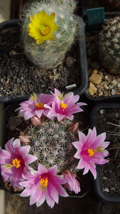 DSC06549Mammillaria grahamii v. oliviae SB1874