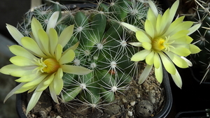 DSC06550Mammillaria sphaerica