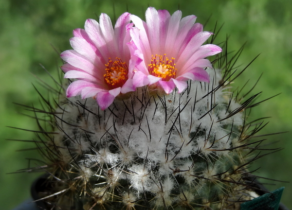 DSC06560Turbinicarpus roseiflorus