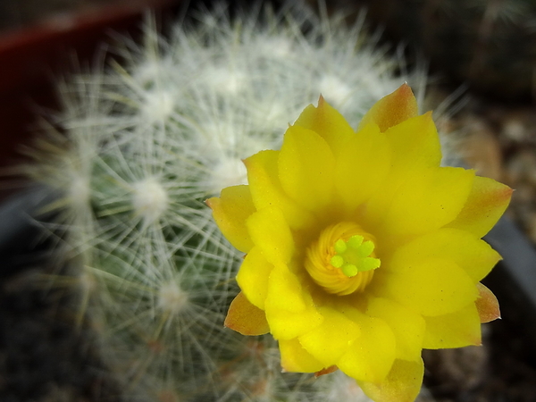 DSC06565Mammillaria baumii