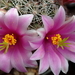 DSC06566Mammillaria grahamii v. oliviae SB1874