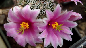 DSC06566Mammillaria grahamii v. oliviae SB1874