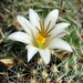 DSC06584Mammillaria hutchisoniana ssp. louisae