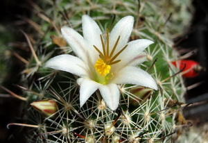 DSC06584Mammillaria hutchisoniana ssp. louisae