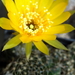 DSC06587Lobivia arachnacantha