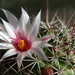 DSC06585Mammillaria fraileana