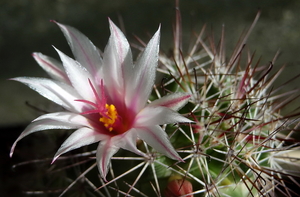 DSC06585Mammillaria fraileana