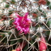 DSC06588Mammillaria polythele