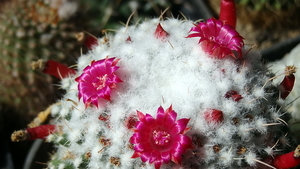 DSC06589Mammillaria polythele v. inermis