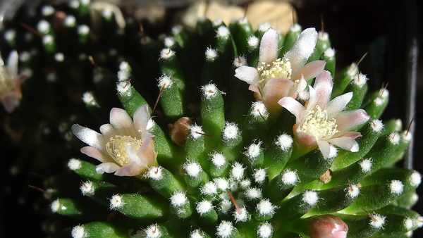 DSC06591Mammillaria painteri