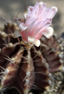 DSC06593Gymnocalycium friedrichii