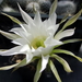 DSC06595Echinopsis obrepanda