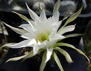 DSC06595Echinopsis obrepanda