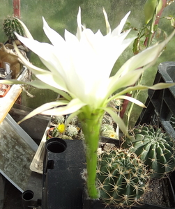 DSC06596Echinopsis obrepanda