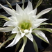 DSC06597Echinopsis obrepanda