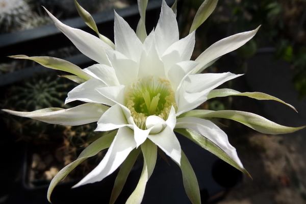 DSC06597Echinopsis obrepanda