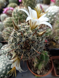 DSC06627Mammillaria hutchisoniana ssp. louisae