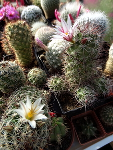 DSC06611Mammillaria fittkaui