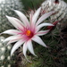 DSC06628Mammillaria fraileana