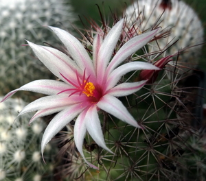 DSC06628Mammillaria fraileana