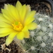 DSC06631Mammillaria baumii