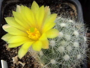 DSC06631Mammillaria baumii